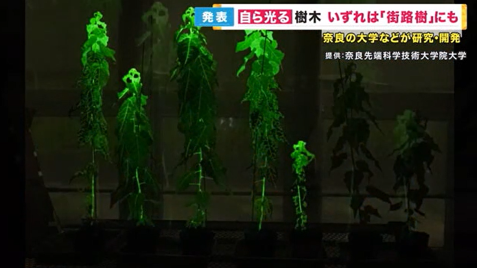 冰球突破日本学者研发出自身发光植物 拟用于室内及人行道照明(图1)